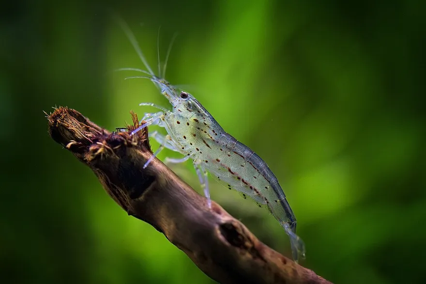 Amano Shrimp (Caridina multidentata) in a freshwater aquarium