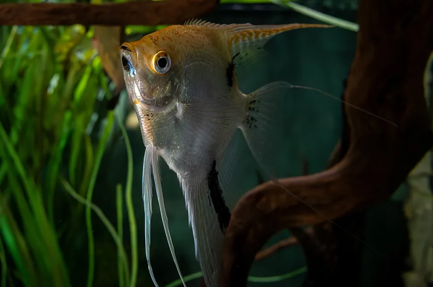 Angelfish (Pterophyllum scalare) in a freshwater aquarium