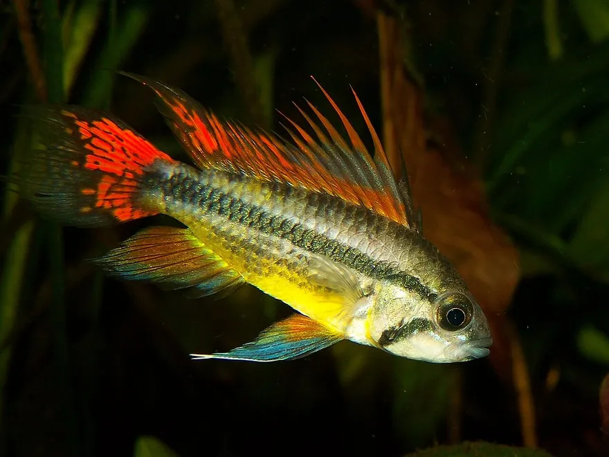 Apistogramma (Apistogramma cacatuoides) in a freshwater aquarium