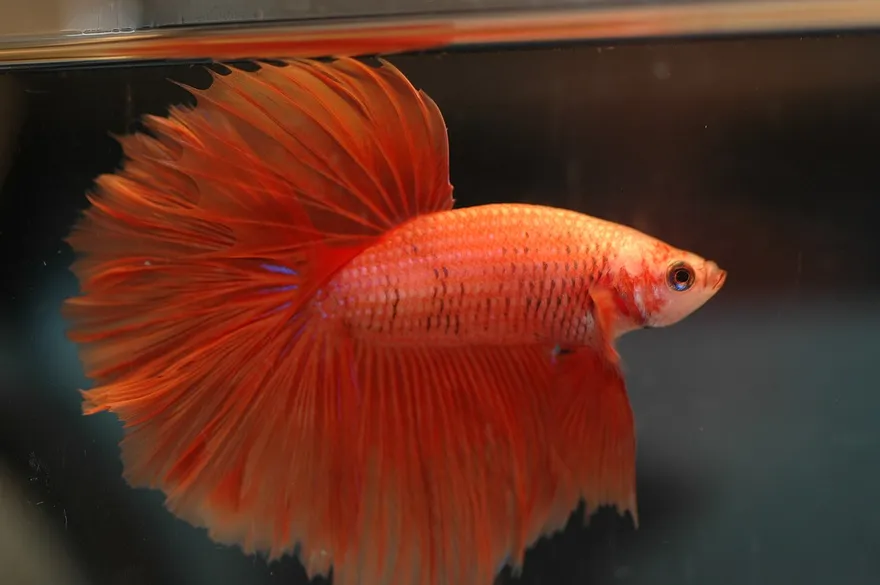 Betta (Betta splendens) in a freshwater aquarium