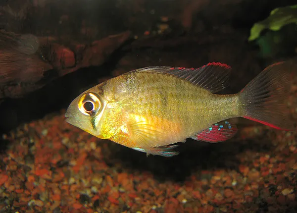 Bolivian Ram (Mikrogeophagus altispinosus) in a freshwater aquarium