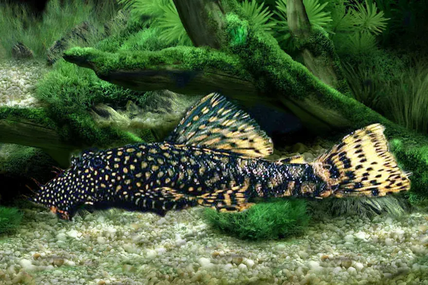 Bristlenose Pleco (Ancistrus cirrhosus) in a freshwater aquarium