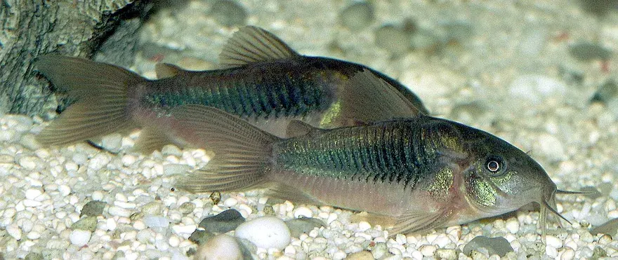 Bronze Corydoras (Corydoras aeneus) in a freshwater aquarium