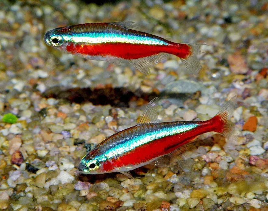 Cardinal Tetra (Paracheirodon axelrodi) in a freshwater aquarium
