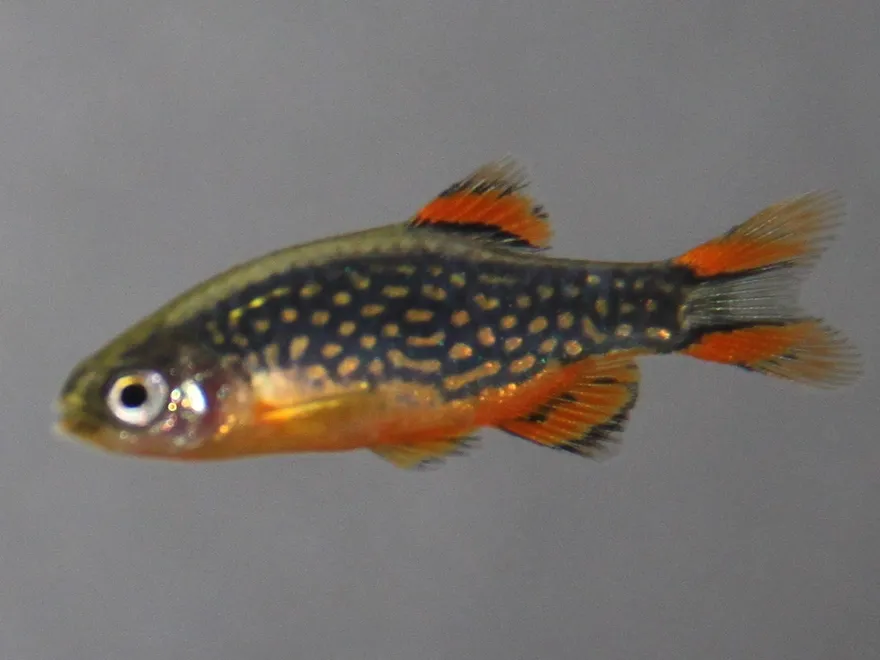Celestial Pearl Danio (Danio margaritatus) in a freshwater aquarium