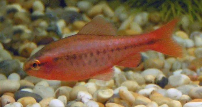 Cherry Barb (Puntius titteya) in a freshwater aquarium