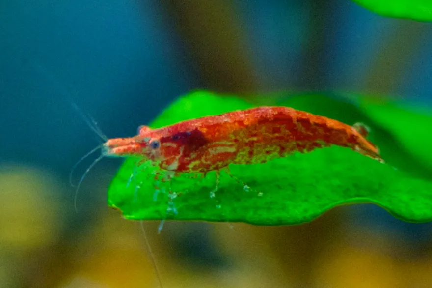 Cherry Shrimp (Neocaridina davidi) in a freshwater aquarium