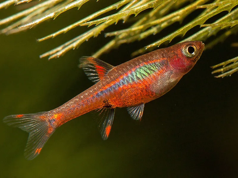 Chili Rasbora (Boraras brigittae) in a freshwater aquarium