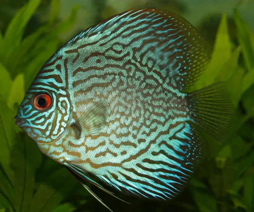 Discus (Symphysodon aequifasciatus) in a freshwater aquarium