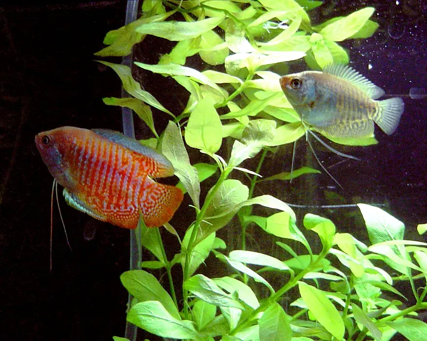 Dwarf Gourami (Trichogaster lalius) in a freshwater aquarium