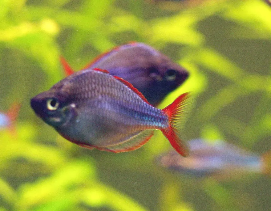 Dwarf Neon Rainbowfish (Melanotaenia praecox) in a freshwater aquarium