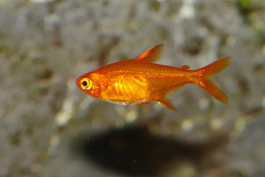 Ember Tetra (Hyphessobrycon amandae) in a freshwater aquarium