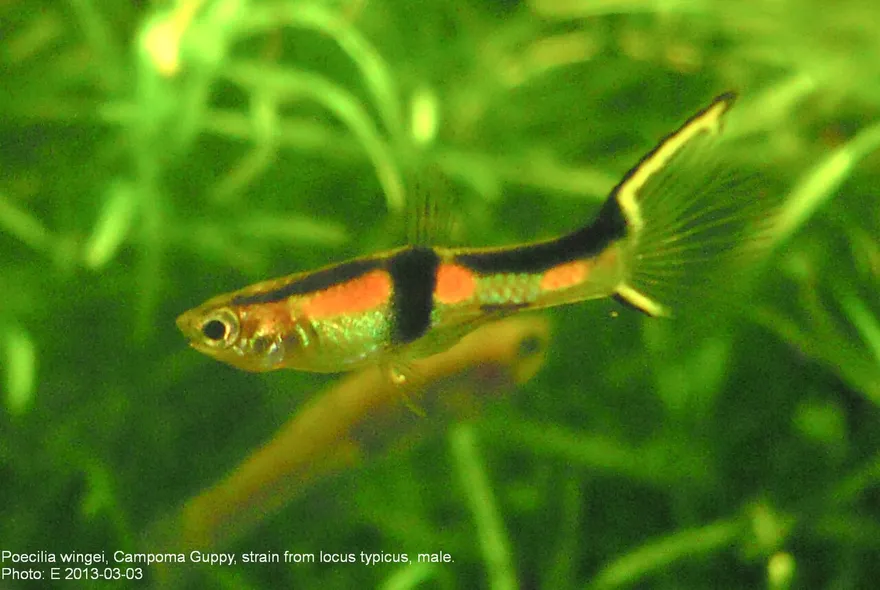 Endler's Livebearer (Poecilia wingei) in a freshwater aquarium
