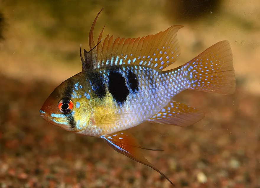 German Blue Ram (Mikrogeophagus ramirezi) in a freshwater aquarium