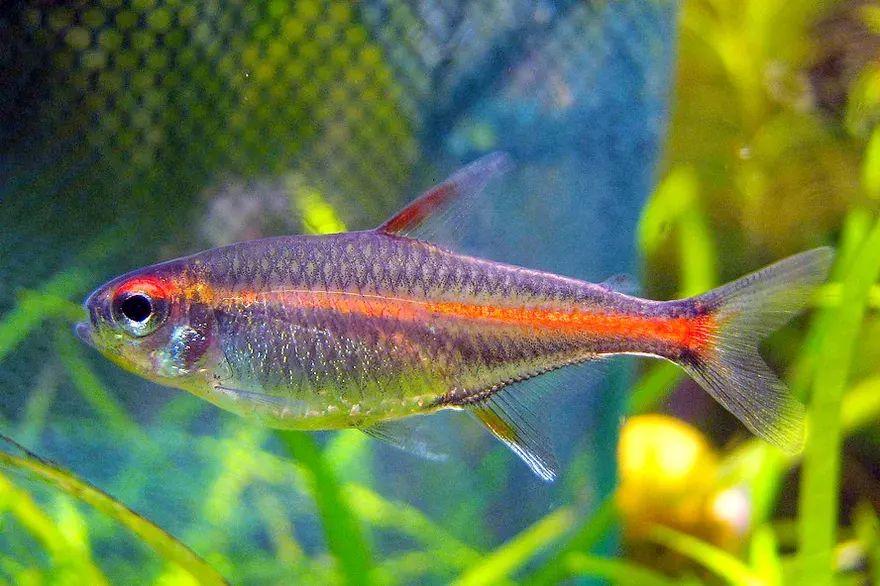 Glowlight Tetra (Hemigrammus erythrozonus) in a freshwater aquarium