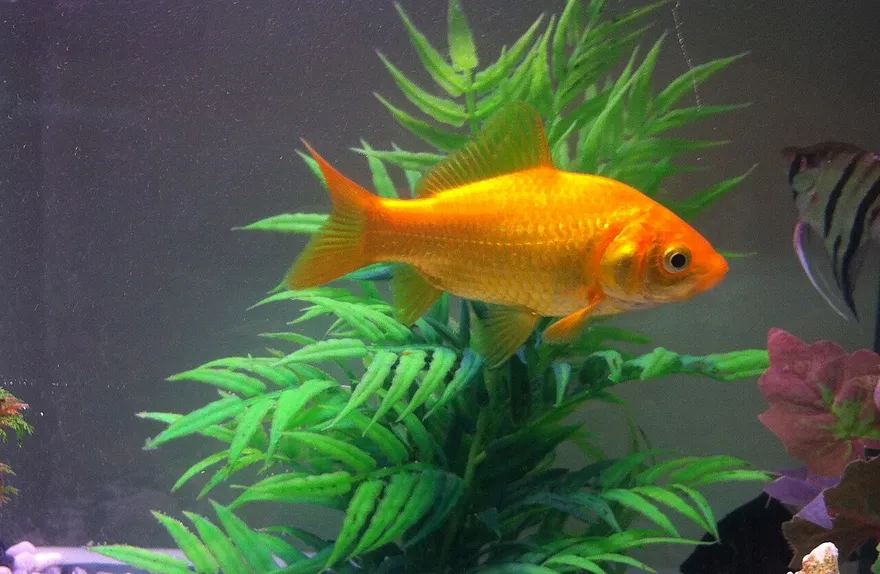 Goldfish (Carassius auratus) in a freshwater aquarium