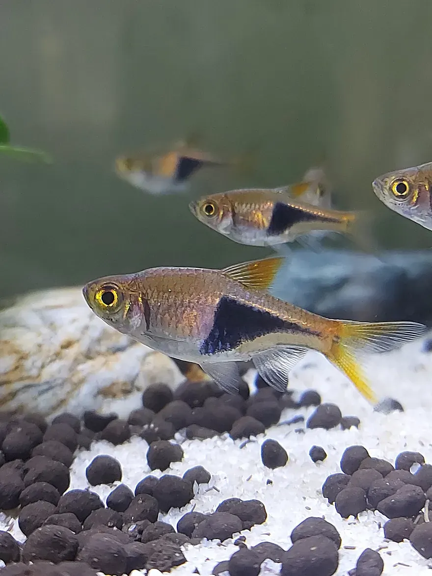 Harlequin Rasbora (Trigonostigma heteromorpha) in a freshwater aquarium