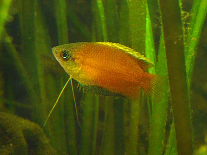 Honey Gourami (Trichogaster chuna) in a freshwater aquarium