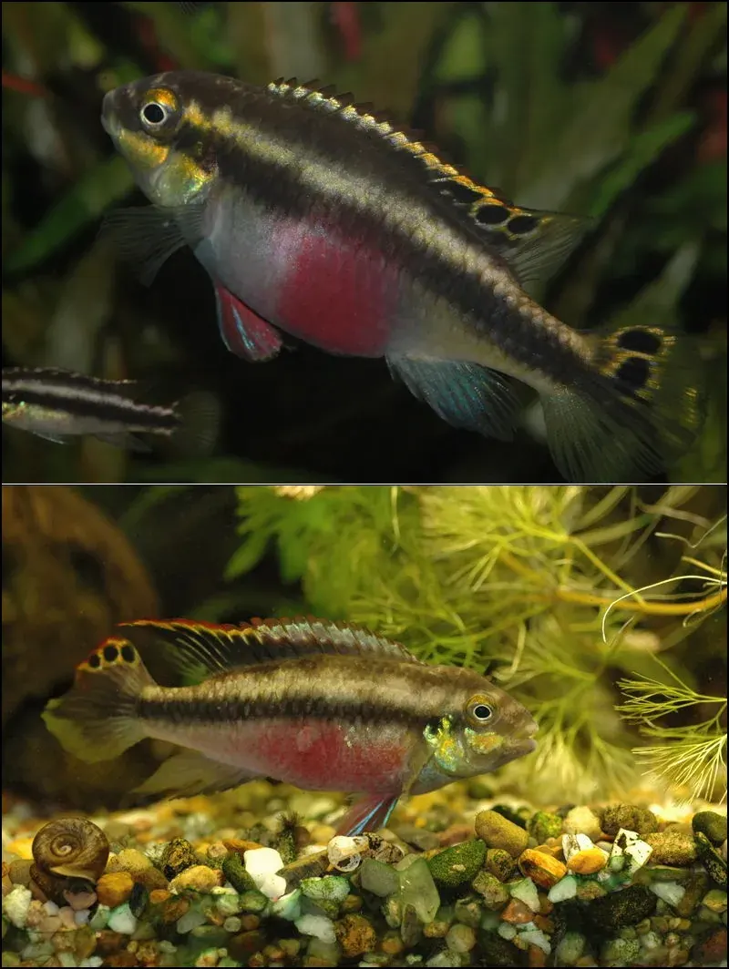 Kribensis (Pelvicachromis pulcher) in a freshwater aquarium