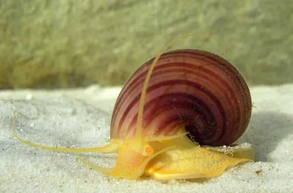 Mystery Snail (Pomacea bridgesii) in a freshwater aquarium