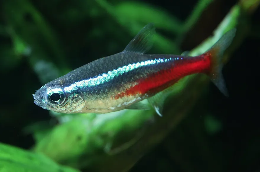 Neon Tetra (Paracheirodon innesi) in a freshwater aquarium