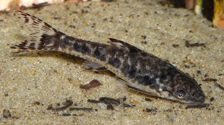 Otocinclus (Otocinclus vittatus) in a freshwater aquarium