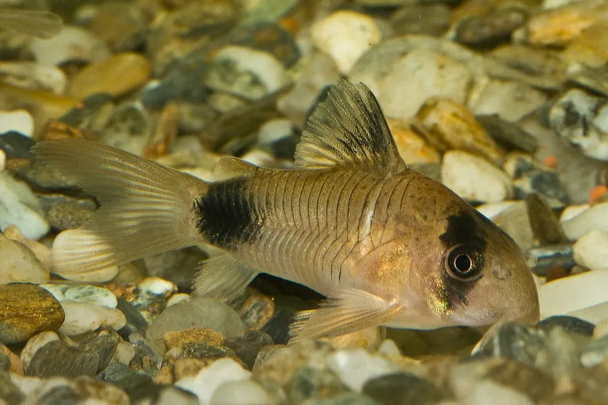 Panda Corydoras (Corydoras panda) in a freshwater aquarium
