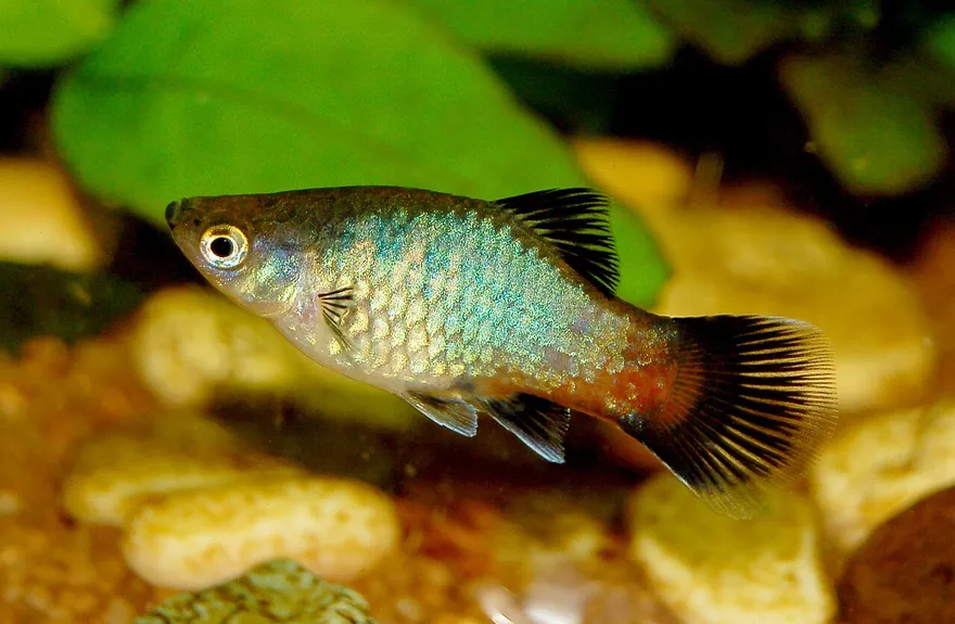 Platy (Xiphophorus maculatus) in a freshwater aquarium