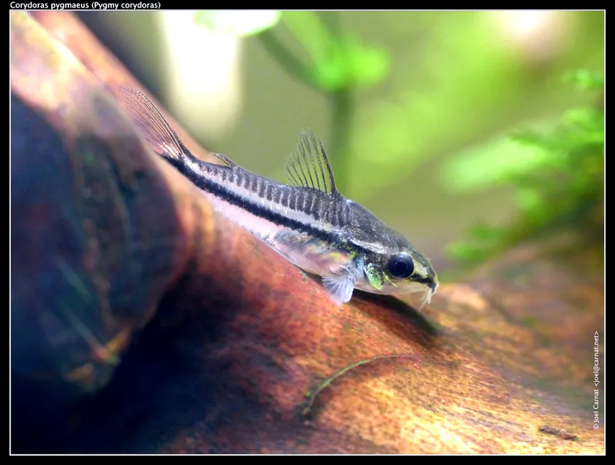 Pygmy Corydoras (Corydoras pygmaeus) in a freshwater aquarium
