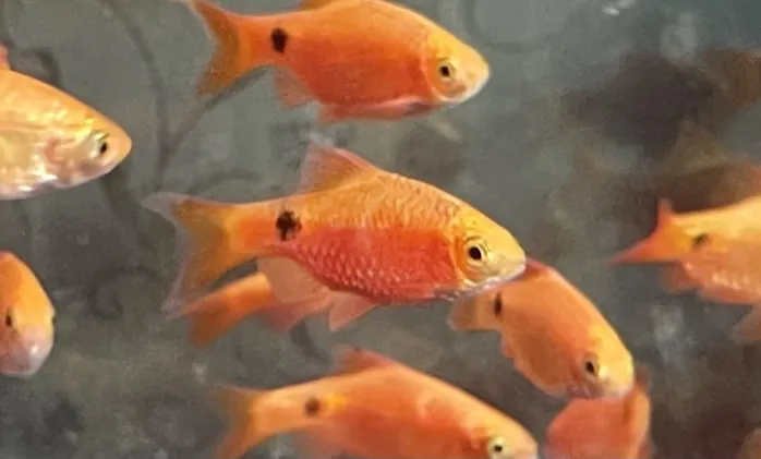 Rosy Barb (Pethia conchonius) in a freshwater aquarium
