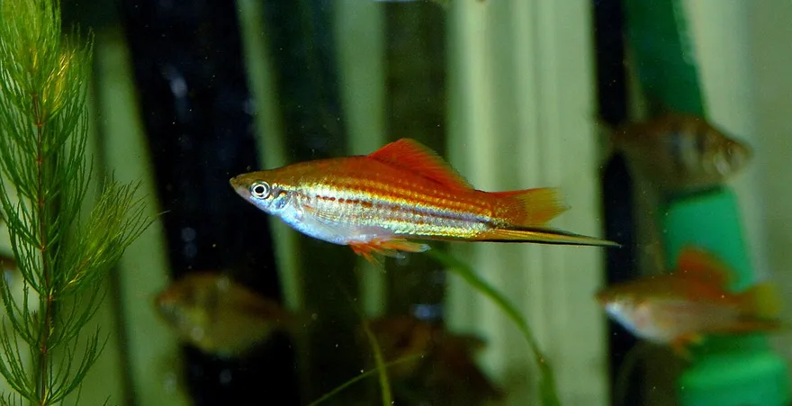 Swordtail (Xiphophorus hellerii) in a freshwater aquarium