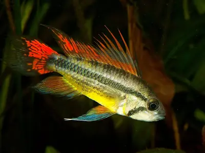 Apistogramma