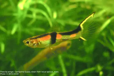 Endler's Livebearer