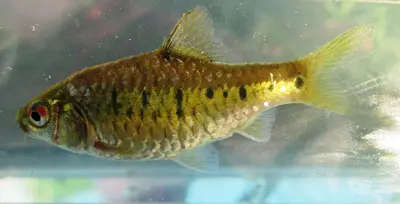 Gold Barb