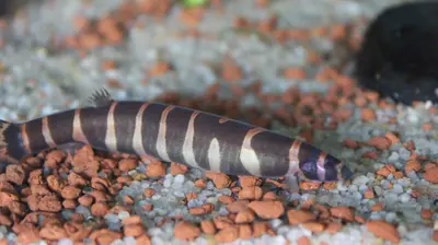 Kuhli Loach
