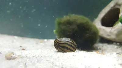 Nerite Snail