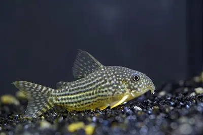 Sterbai Corydoras
