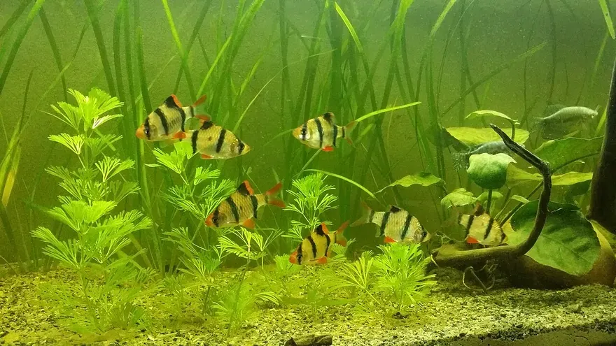 Tiger Barb (Puntigrus tetrazona) in a freshwater aquarium