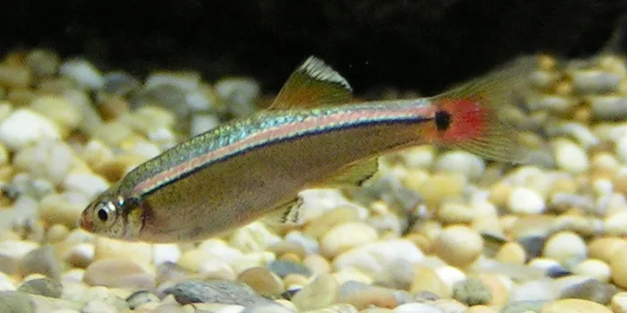White Cloud Mountain Minnow (Tanichthys albonubes) in a freshwater aquarium