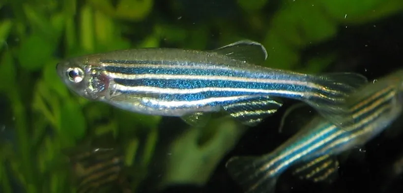 Zebra Danio (Danio rerio) in a freshwater aquarium